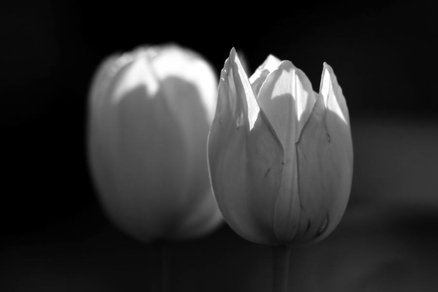 2013 05 17 IMG 06997ebw